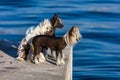 Chinese Crested Dogs Royalty Free Stock Photo